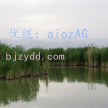 ʦ